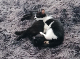 Black kitten 11 weeks old