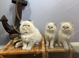 Ready Now. 3 little Persian Pirates ready to set sail