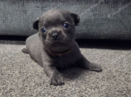 Pedigree Chihuahua Puppies