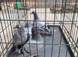 Raceing pidgeons yanssen.