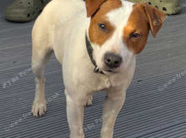 Jack the jack russell stud dog