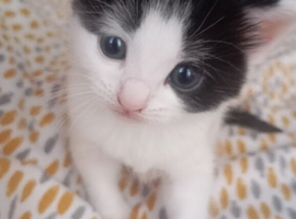 Kitten