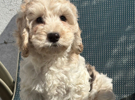 F1 cockapoo puppies