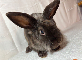 Lionhead X Rex baby