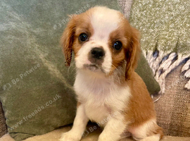 KC reg Champion Bloodline Cavalier King Charles Spaniel Puppies
