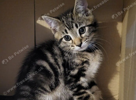 Maine Coon X kittens ready now