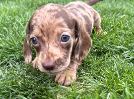 Stunning puppies mini Dachshund
