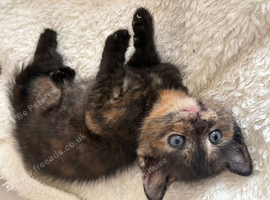 OPEN TO SENSIBLE OFFERS TWO KITTENS LEFT