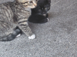 2 male kittens