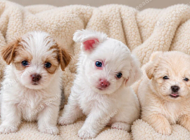 Super cute mix breed puppies looking for new home