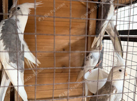 Cockatiels for sale