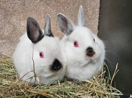 Pure bred Himalayan Dwarfs