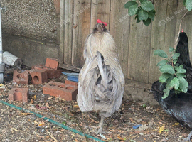 Polish, Plymouth Rock, variety organic egg laying