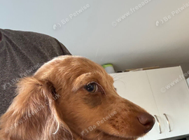 KC REG Long Haired Miniature Dachshunds
