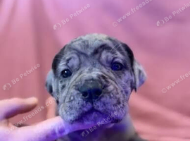 Stunning merle cane corso available