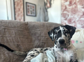 Great Dane x mastiff (daniff) puppy