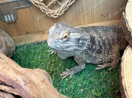 Bearded dragon