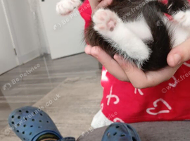 2 month old DSH kitten