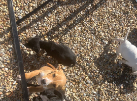 Puppys
