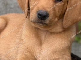 Beautiful Labrador Retriever