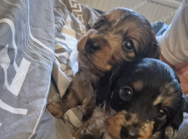 3 male long haired miniature dachshunds
