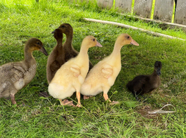 Free Range Ducks