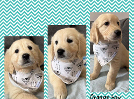 3 Gorgeous golden retriever males for sale