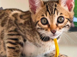 TICA PUREBRED Rare Snow/ Charcoal carrying bengal kittens!