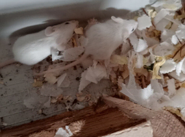 Baby mice