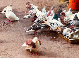 I have breeding racing home pigeons.Quality and healthy birds for sale, nice and good quality birds Very good flying and breeding &pound;30 each for the pai