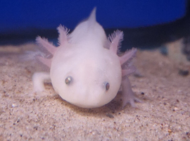 Pink Axolotls available