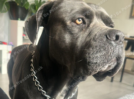 Cane corso.