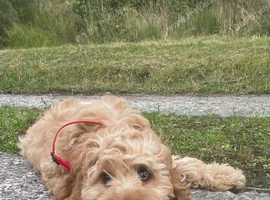 Cavapoo