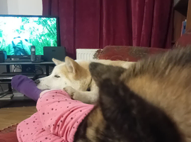2 beautiful japanese akitas x alaskan malamute