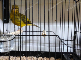 Green yellow male Fife Canary show bloodline