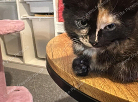 A beautiful tortoise shell little girl kitten