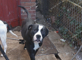 Mastiff cross boy