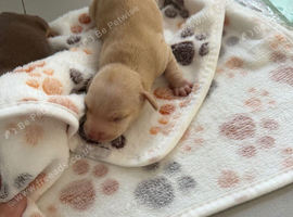Miniature Dachshunds