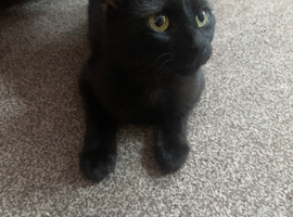 female 2 years old needs urgent rehoming