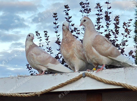 Wolverhamptom Tumbler Pigeons
