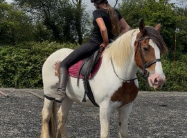 15.2H - 17 Yo - Skewbald - Cob - Mare - Pleasure Horse