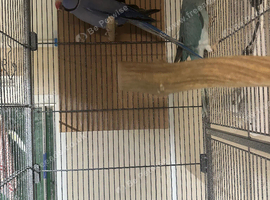 Proven Pair of Indian Ringneck