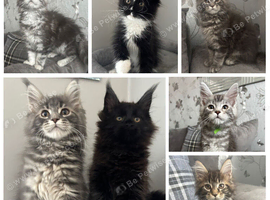 AMAZING HEALTH TESTED TICA REGISTERED MAINE COON KITTENS