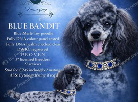 5* rated licensed Merle fully health tested toy poodle stud