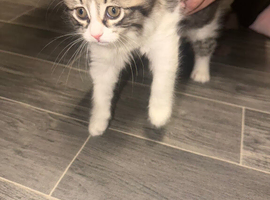 10weeks Kittens (Girls)