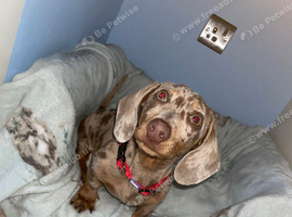 Isabella and tan miniature dachshund