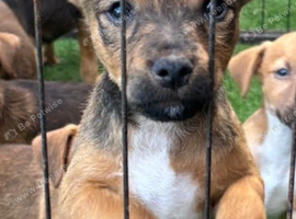 Patterdale puppies only 1left!!