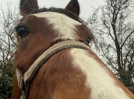 Baileys - Welsh C gelding