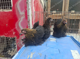 Gold laced pekin pullets