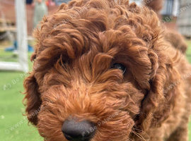 Adorable F1BB cockapoo boy for sale